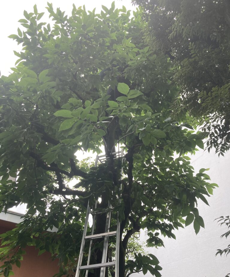 210522植栽管理｜稲葉造園